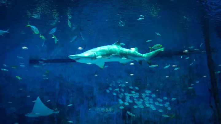 Un requin attaque un surfeur avant d'abandonner