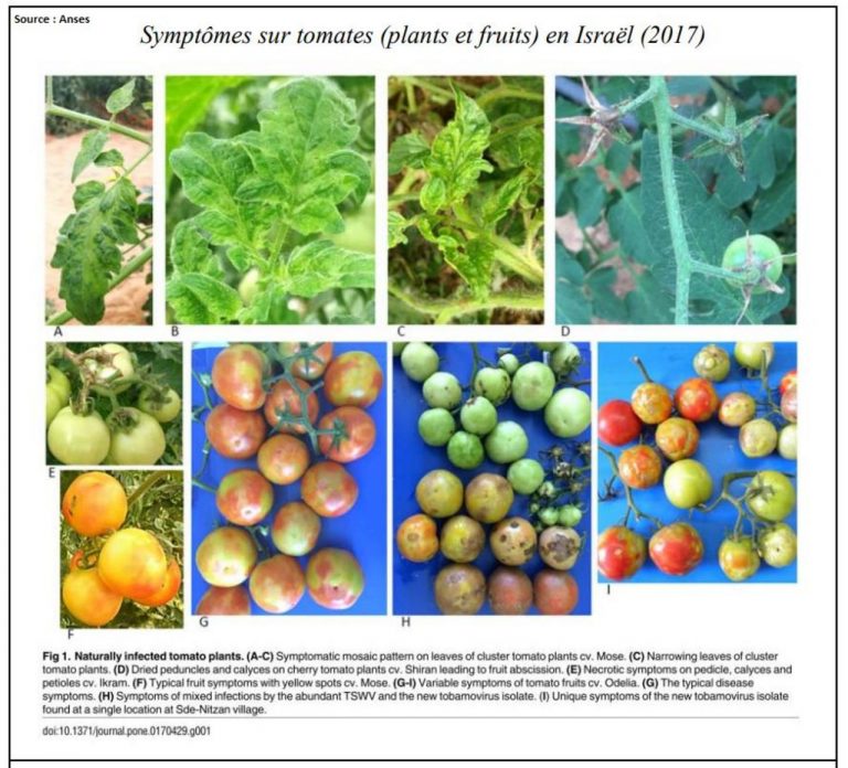 Les Tomates Contaminées Par Un Virus : Comment Reconnaitre Une Tomate ...