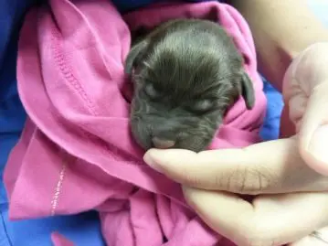 chiot