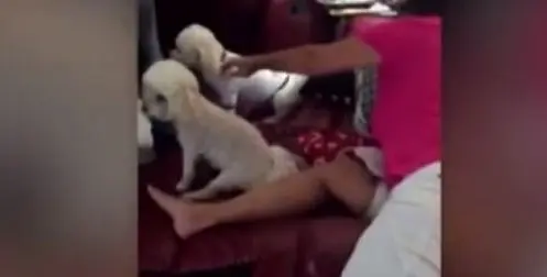 ce-chien-sapproche-de-la-grand-mere-avec-une-bonne-nouvelle-et-elle-tombe-a-la-renverse