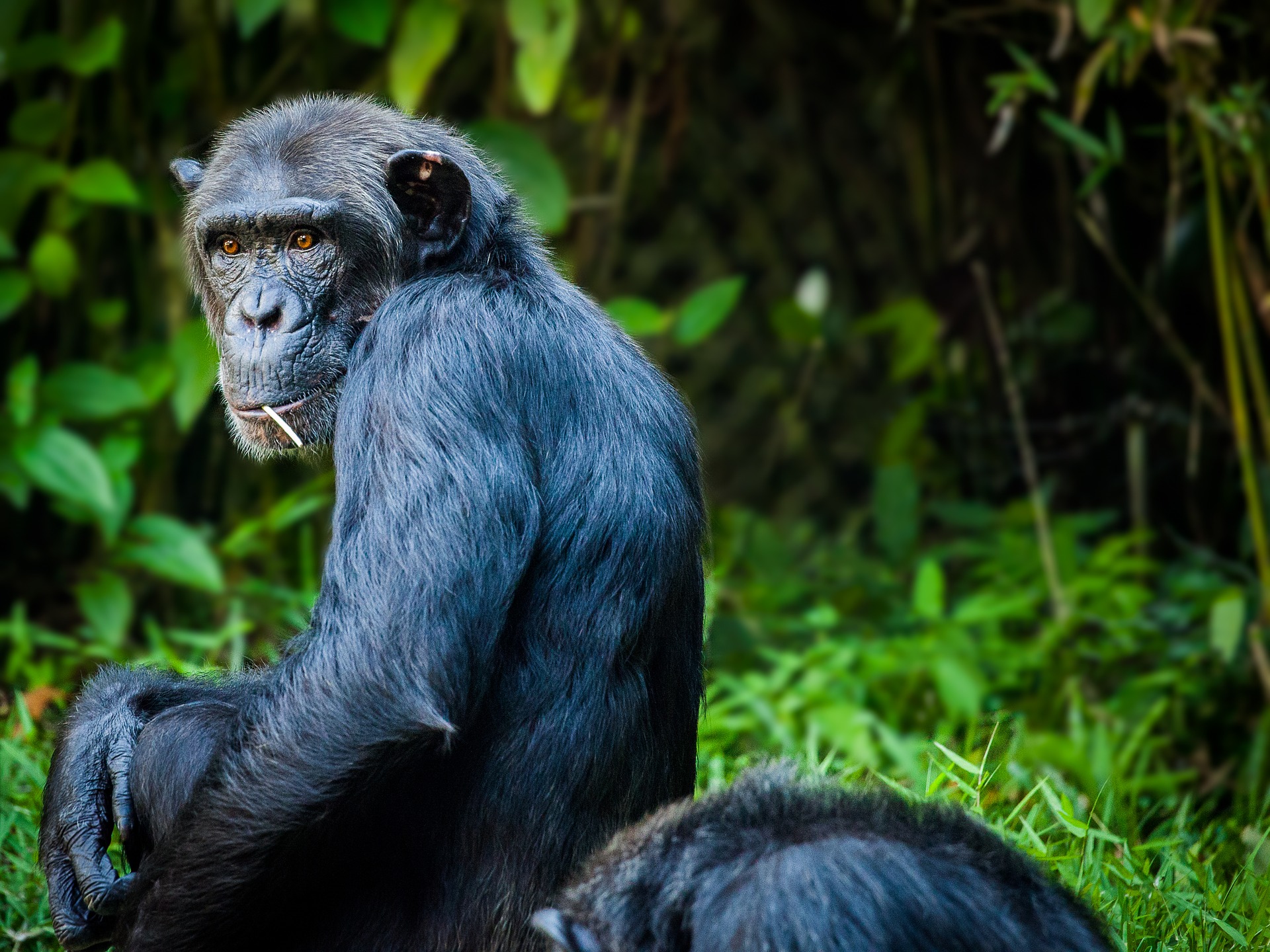 Elle trompe son mari devant lui avec un chimpanzé ! (Vidéo)