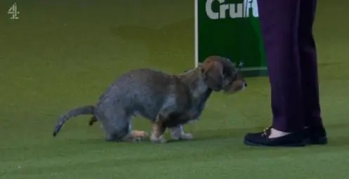 gagnante-concours-chiens-elle-fait-caca-sous-yeux-spectateurs-pour-celebrer-victoire