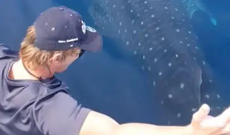 requin-baleine-frole-bateau-touristes-avec-ses-10-m-de-long