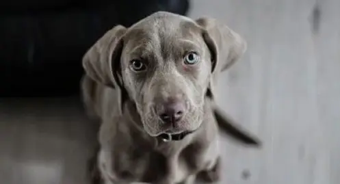 spa-ce-couple-demande-a-adopter-un-chien-mais-avec-une-condition-insensee