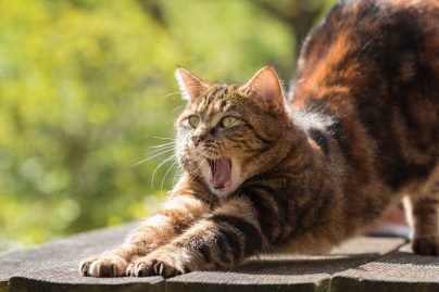 chat-tombe-balcon