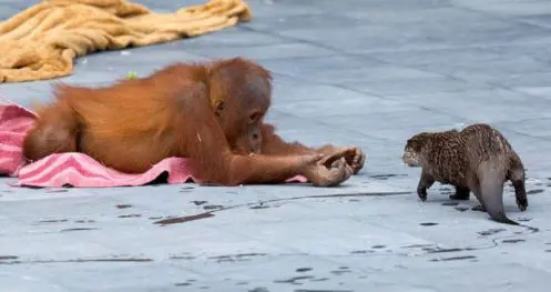 incroyable-dans-ce-zoo-les-orangs-outans-et-les-loutres-se-lient-damitie