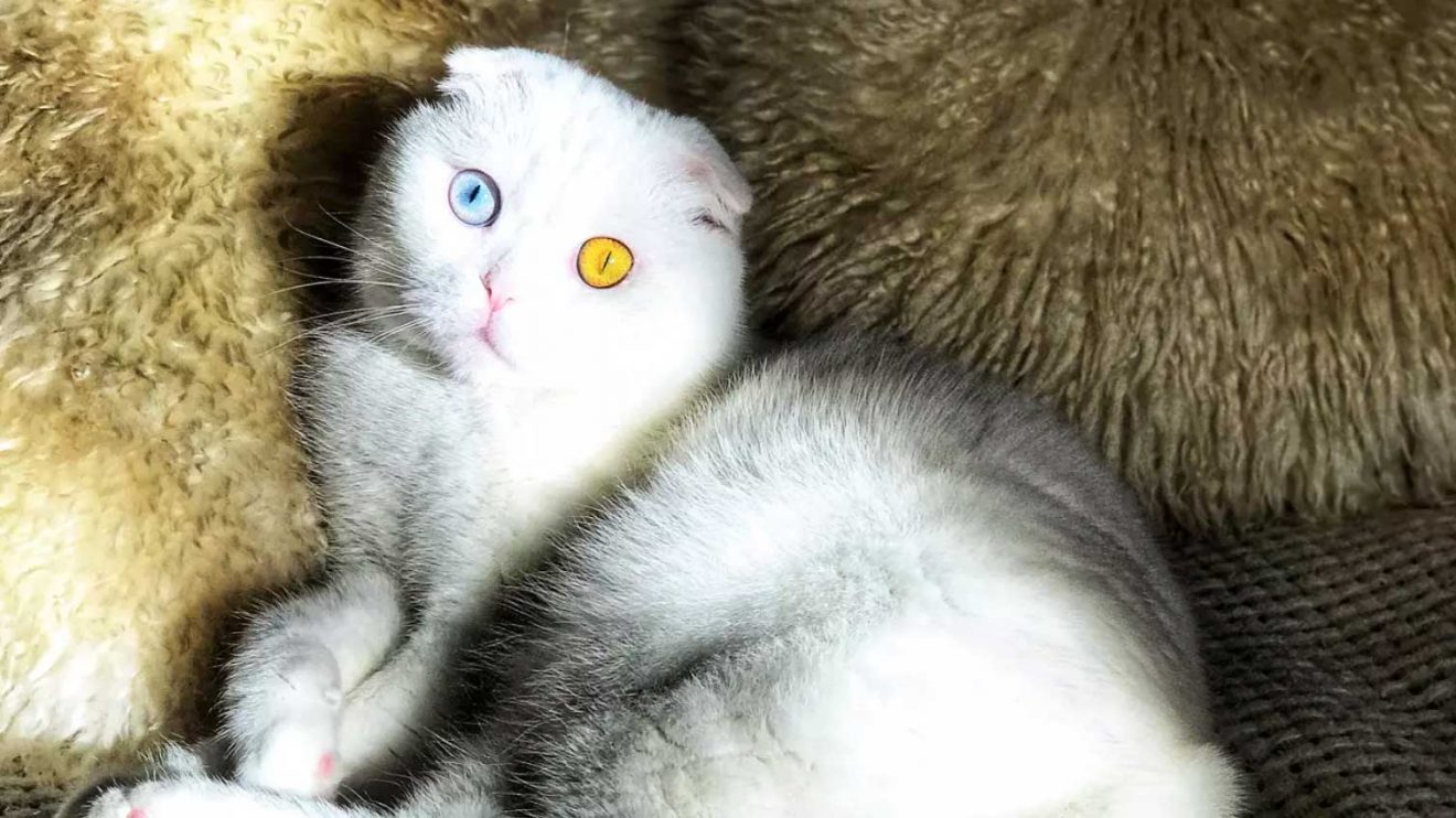 chat oeil bleu et jaune