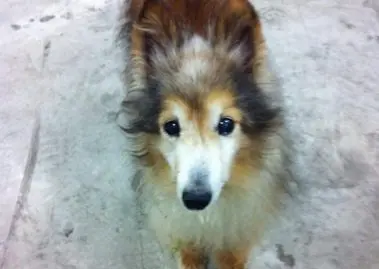 chien errant choc