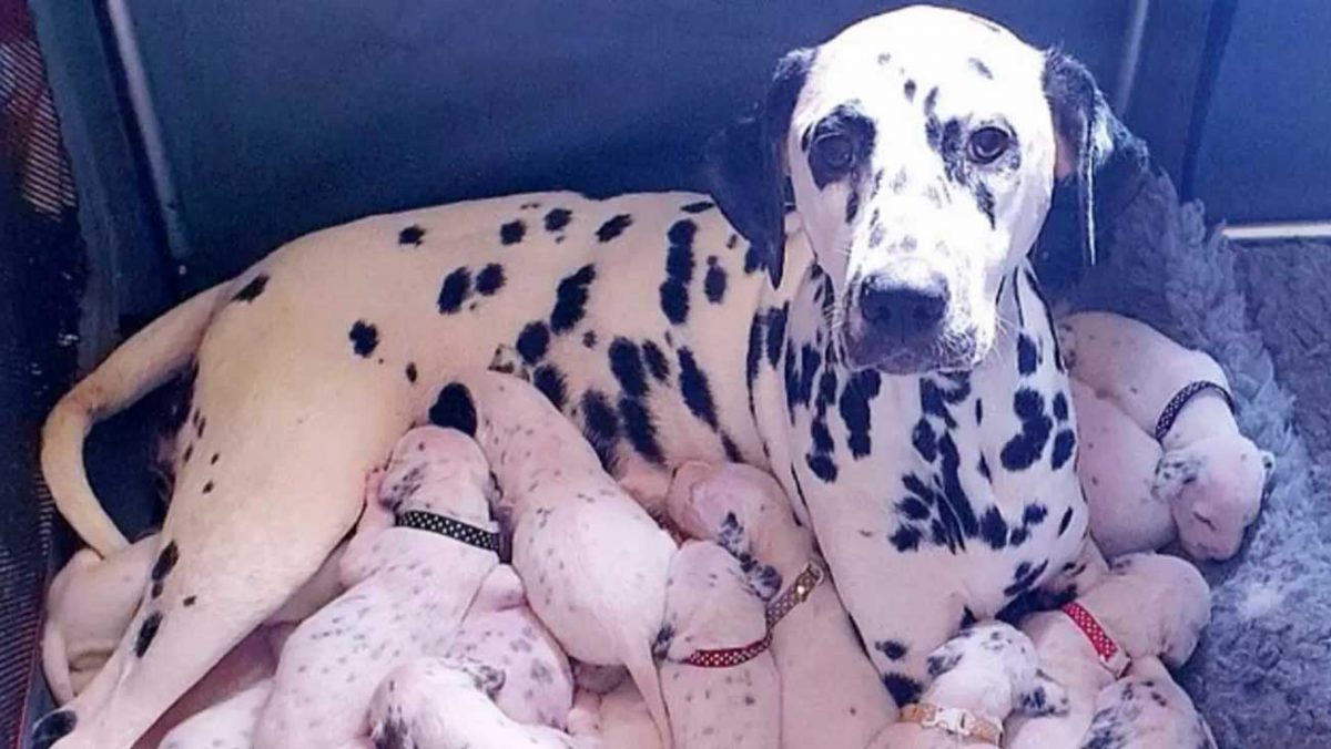 Une Chienne A Mis Au Monde Une Portee De 18 Bebes Dalmatiens