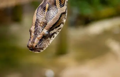 Coronavirus, des masques en peau de reptiles