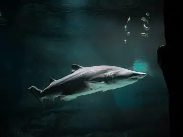 Espagne, deux requins poursuivent un nageur