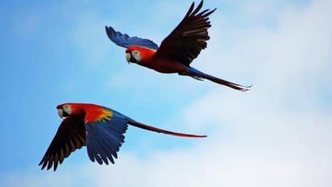 oiseau tombe ciel virus