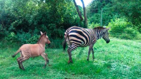 zonkey hybride zèbre