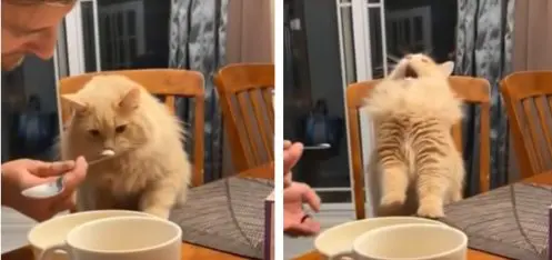 chat