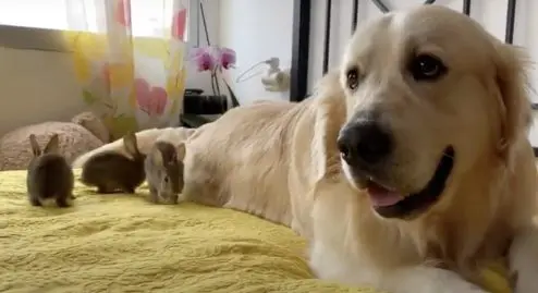 chien golden retriever adopter lapins
