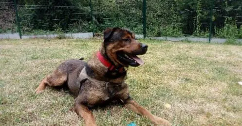 chien maltraitance justice