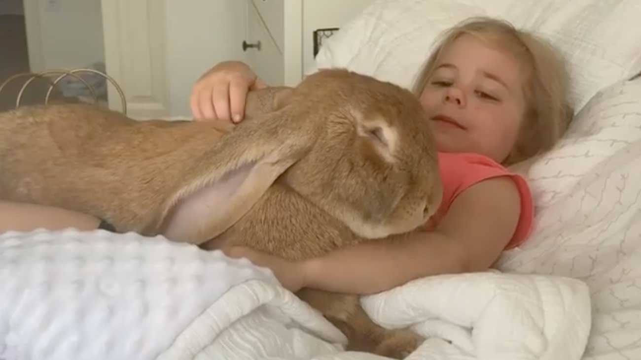 Ce Lapin Geant Affectueux Est Presqu Aussi Grand Que La Petite Fille De La Famille