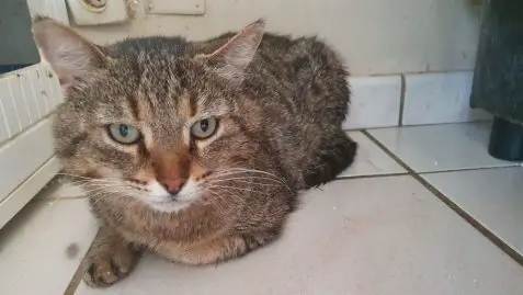 elle-adopte-un-chat-dans-un-refuge-mais-le-ramene-en-moins-de-24-heures