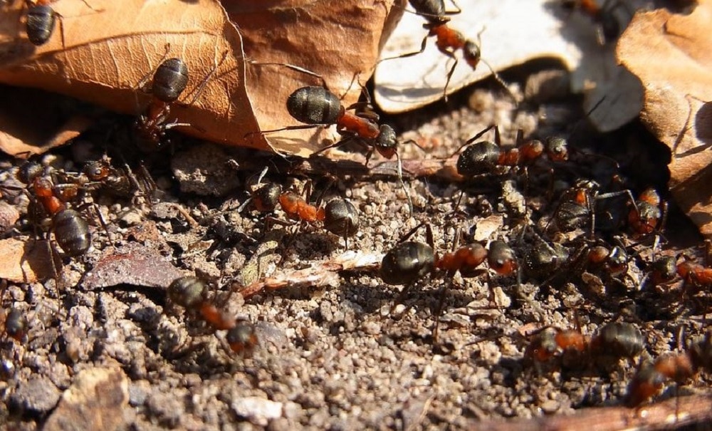 Les fourmis rouges : qui sont-elles et comment s'en débarrasser ?
