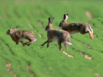 animaux