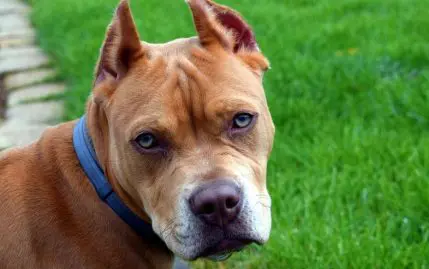 pitbull