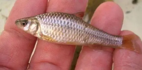 poisson asiatique virus normandie