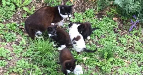 bénévoles sauvetages chats