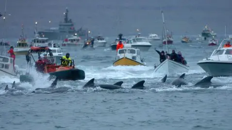 la chasse aux dauphins des îles Féroé révolte les ONG