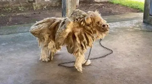 choc-la-spa-un-chien-couvert-de-dreadlocks-le-proprietaire-donne-une-raison-hallucinante