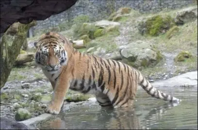 femme décédée attaquée tigre