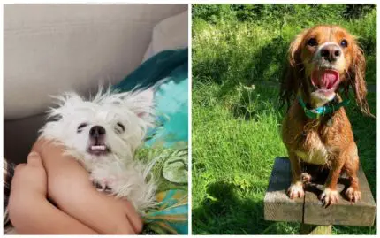 des animaux tapent la pose et c'est un fail
