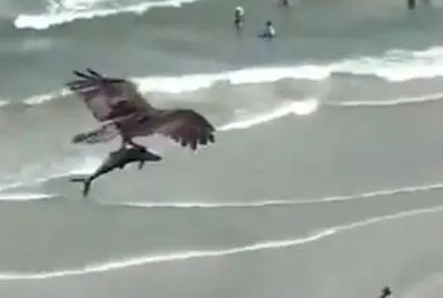 oiseau requin