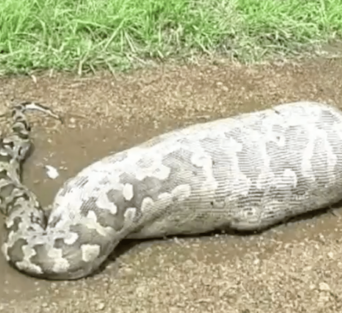 En ouvrant le ventre de ce serpent ils font une macabre découverte...