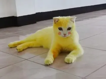 Animaux : chat devient Pikachu