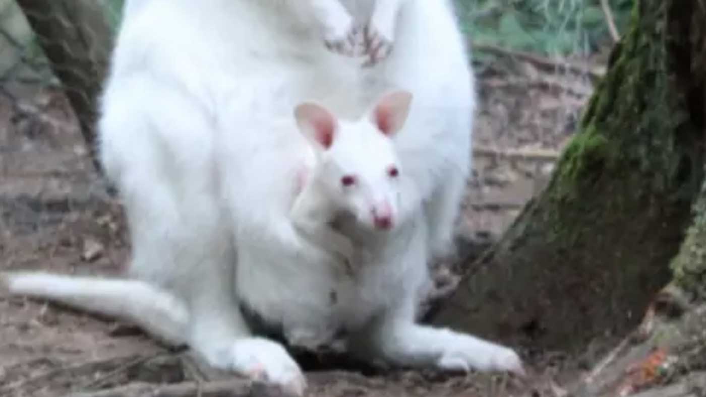 Un Bebe Kangourou Albinos A Ete Vole D Un Zoo En Allemagne