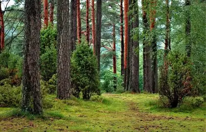 Des produits Carrefour retrouvés en forêt