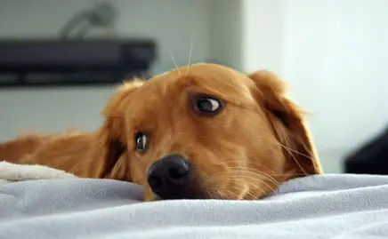 golden retriever chien abandonné