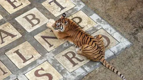 les-tigres-de-fort-boyard-seraient-sous-calmants-tweet-choc-qui-fait-polemique