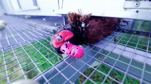 l214 dénonce élevage oiseaux