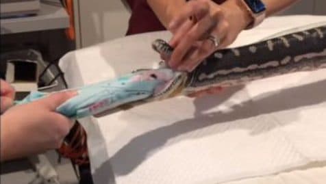 serviette plage serpent