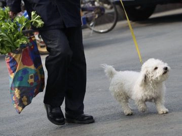 animaux de compagnie infecté covid-19