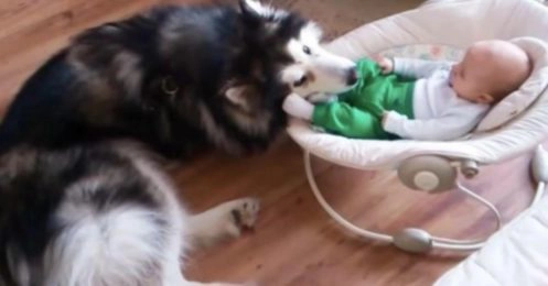 Chien et bébé
