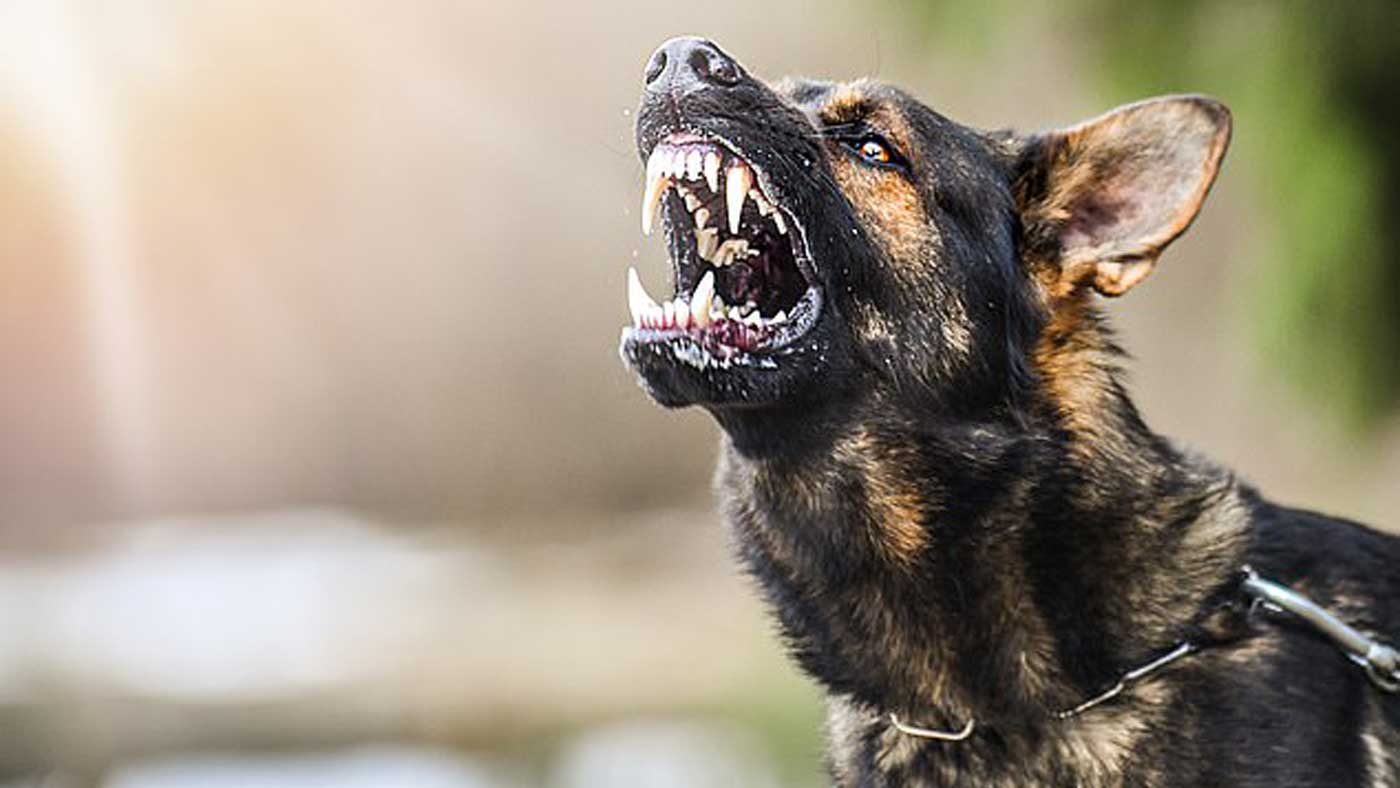 Choc Un nourrisson d un jour attaqu   mort par le chien  