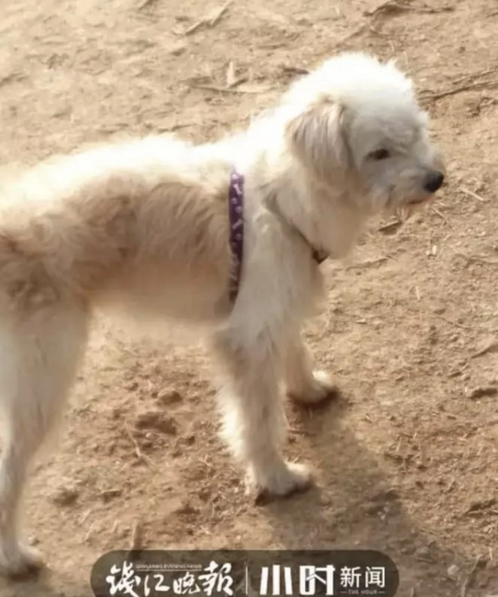 Un chien perdu