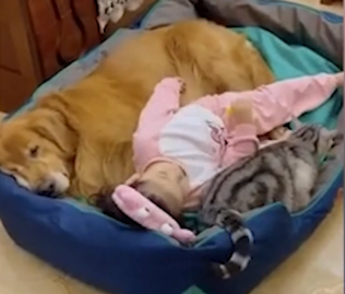 Elle s'apprête à faire une sieste avec ses animaux de compagnie