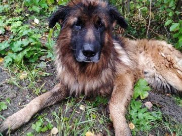 enterrée vivante chienne sort tombe