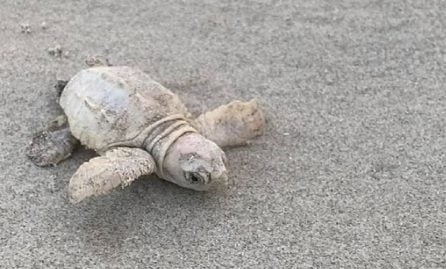 incroyable-une-tortue-mer-blanche-fait-son-apparition-caroline-du-sud