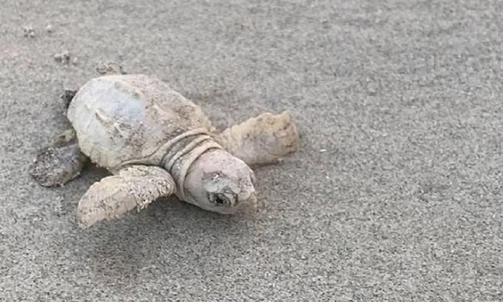 incroyable-une-tortue-mer-blanche-fait-son-apparition-caroline-du-sud