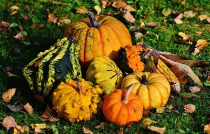 courges