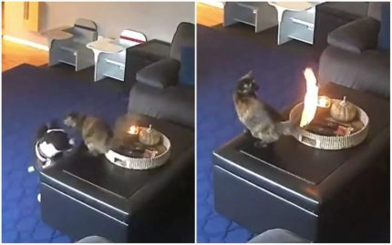 Alors qu'il joue, la queue de ce chat s'enflamme soudainement